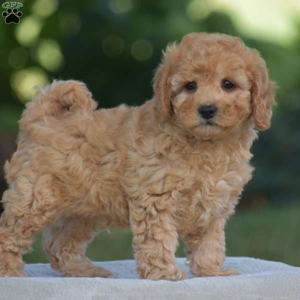 Venus, Cavapoo Puppy